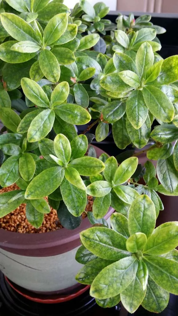 还在用食醋水、淘米水浇花？用错了花草遭殃，别忽视