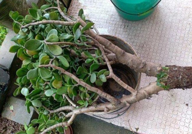 天热了，5种花已经“休眠”，切记不能频繁浇水