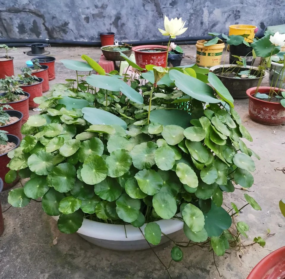 花儿都是浇死的，给花浇水有门道，注意这3点，以后养花少走弯路