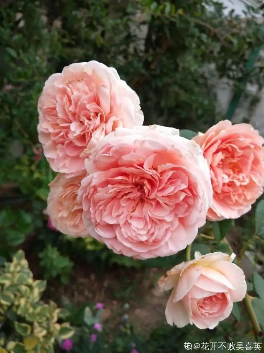 浓香四溢的6款月季，抗病又好养，堪称移动的香水