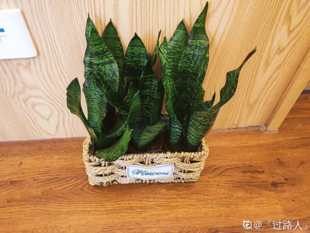 全国冻哭预警，常见的20种花最怕冷，赶紧保护起来