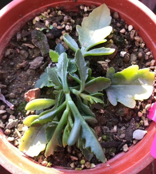 长寿花冻伤了该怎么办？