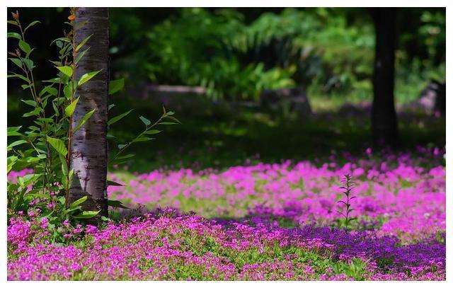 5种适合院子里种的铺地植物