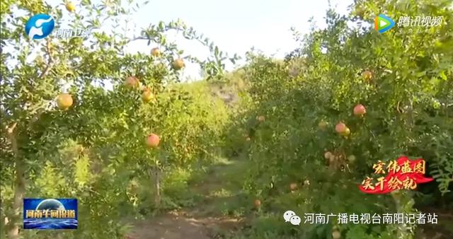 淅川：筑牢生态屏障 实现水清民富