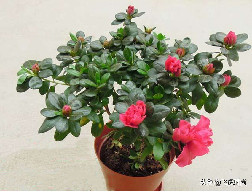 室内养茶花和杜鹃花的方法，做对了叶绿花繁，做错了叶子掉光光