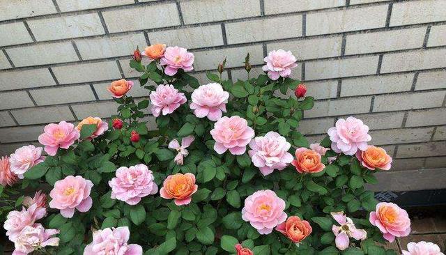 “耐晒”爱开花的六种月季，夏季高温花朵也不散不焦，关键很勤花