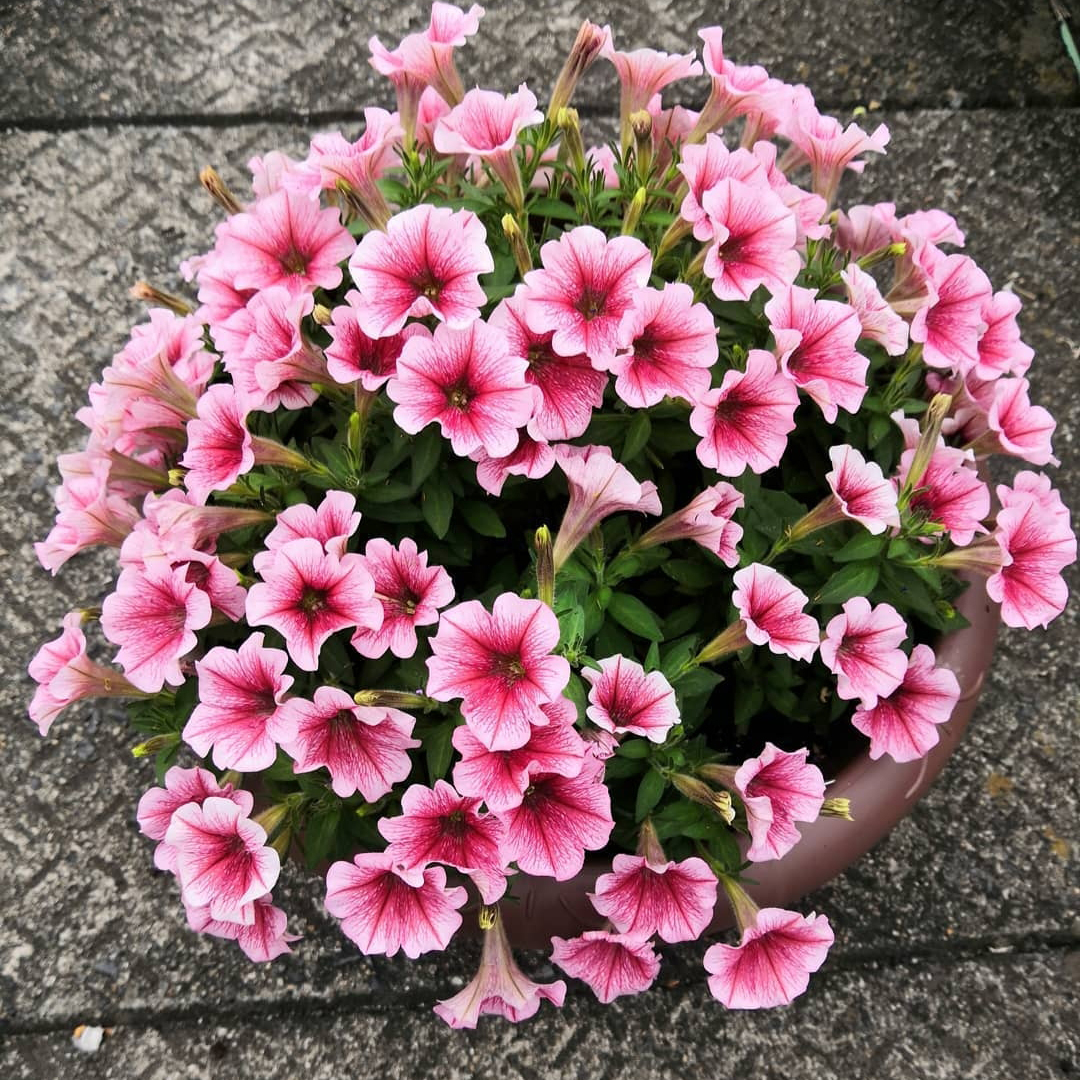 4种花可以“挂在”阳台养，满盆全是“花”，长势非常快