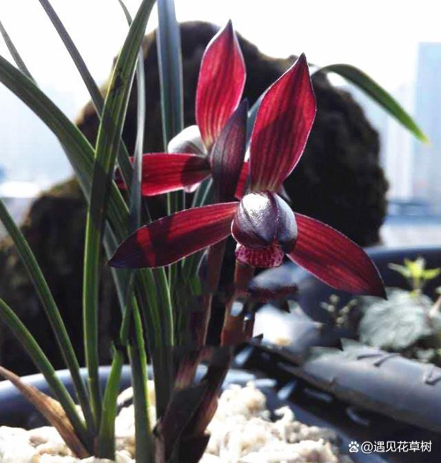 灭绝30余年的兰花，再度现身，花色顶级，兰香四溢，人称最美兰花