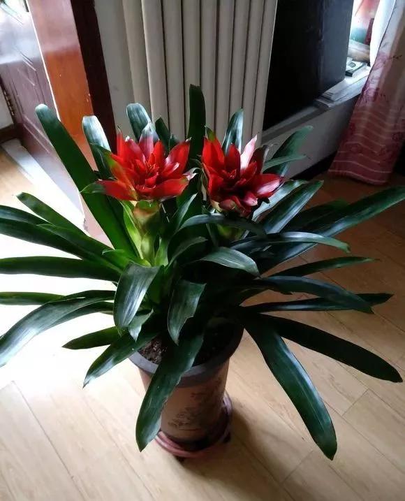 3种花好看又耐看，一开3个月，别以为是“假花”给拔了