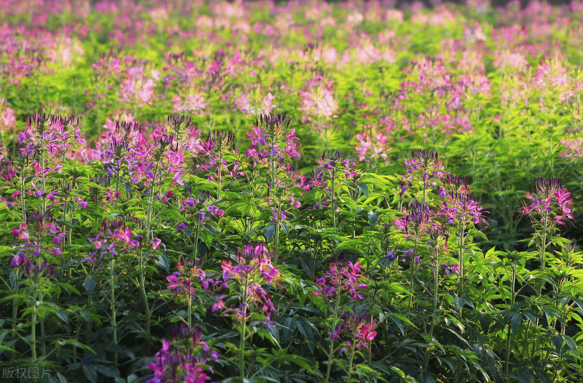 一片醉蝶花盛开，馨香自远入怀来