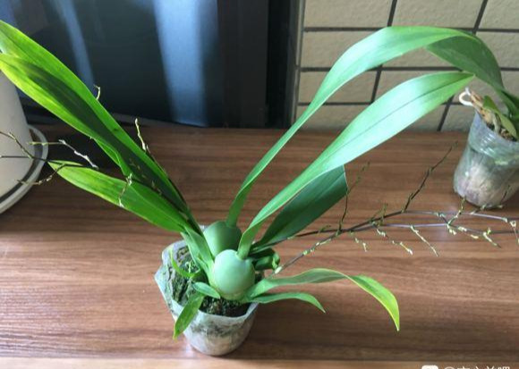 兰花中的“舞后”文心兰，满屋奶香味，翩翩小舞娘
