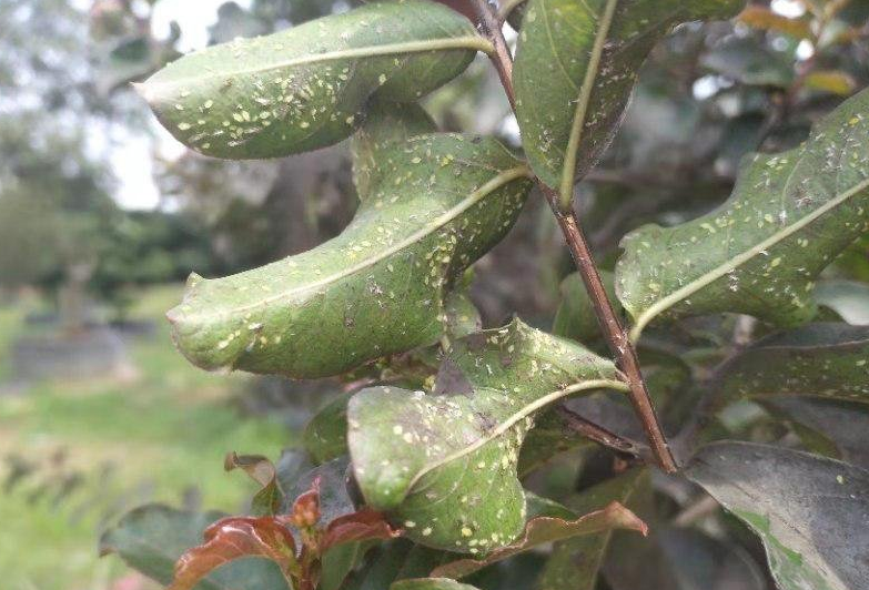 植物布满“煤灰”，可能是煤污病的“锅”