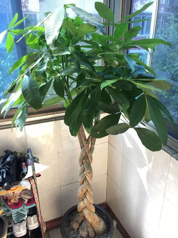 4种花好看但是“难养”，老手不敢养，新手养不好，别轻易入坑