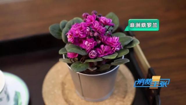 家里养花有啥讲究？这几点要注意