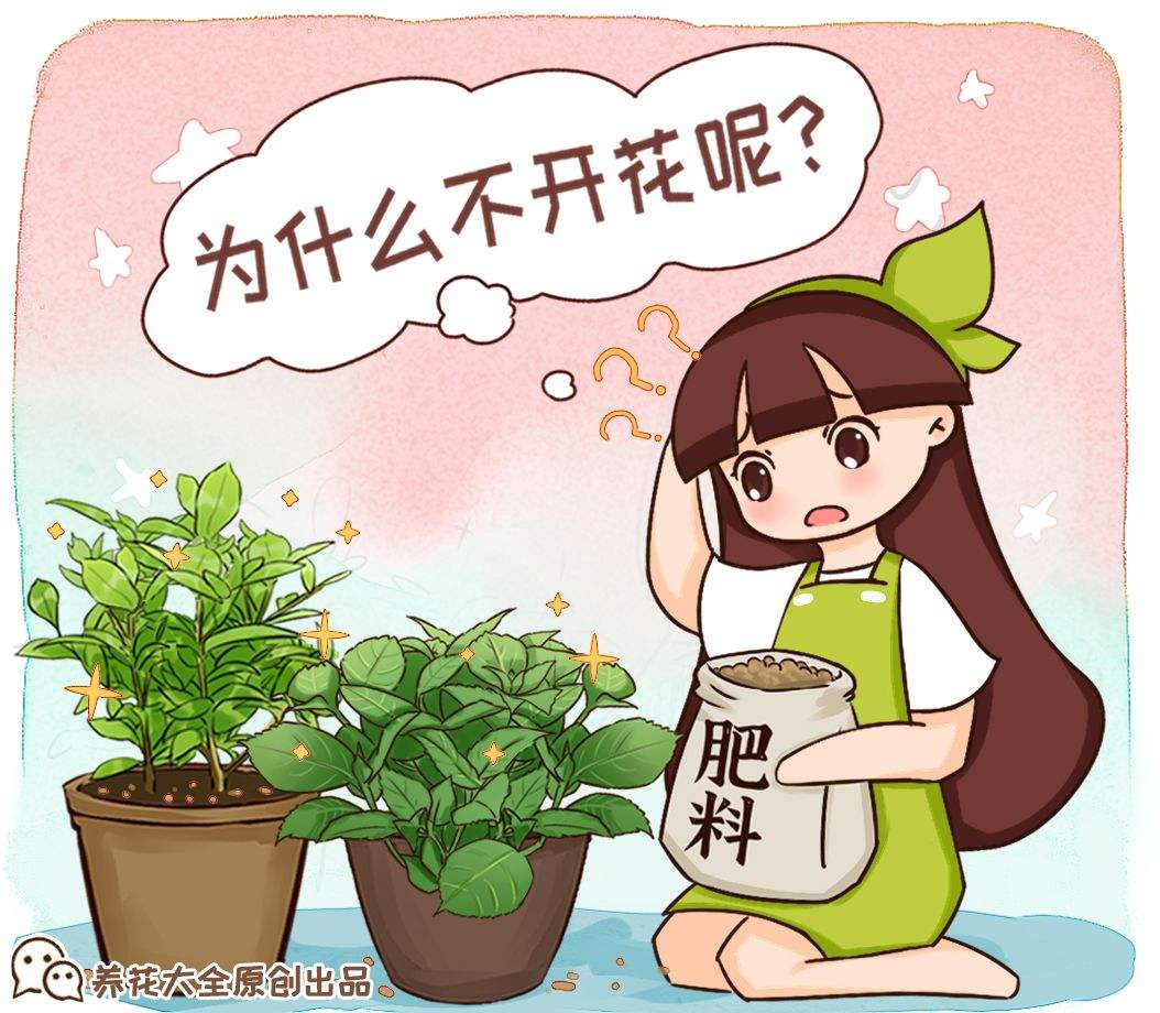 这4种花是“一次性的”，好看又好养，开完直接扔