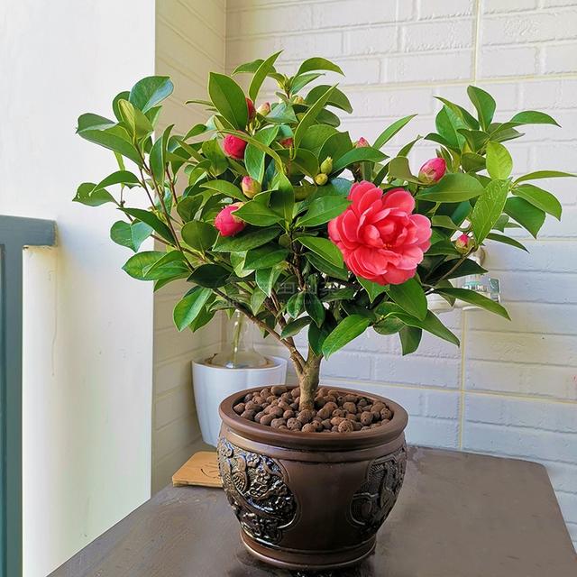 8种“矫情”年宵花，干不得，浇不得，十有八九养不好