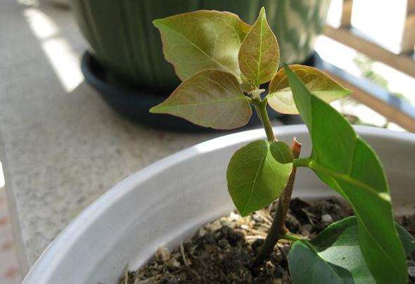 “掐枝”就能活的6种花，别再花钱买了