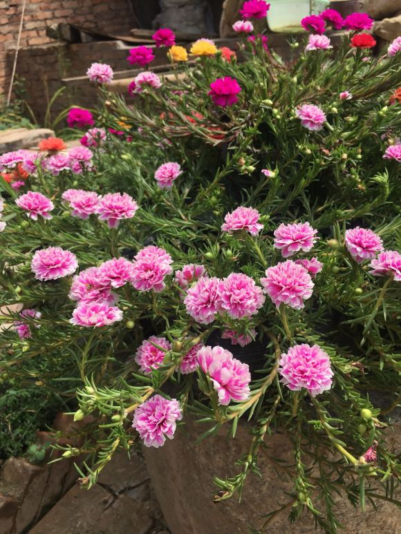 家里有院子的一定要养这4种花，庭院秒变花园，芳香四溢