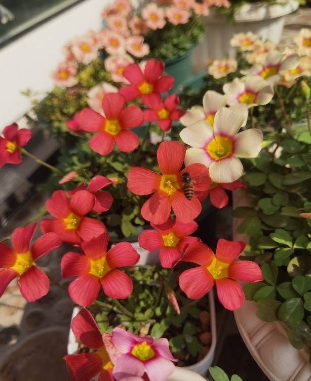 春天养三种花，每一种都很美，颜色丰富花又多