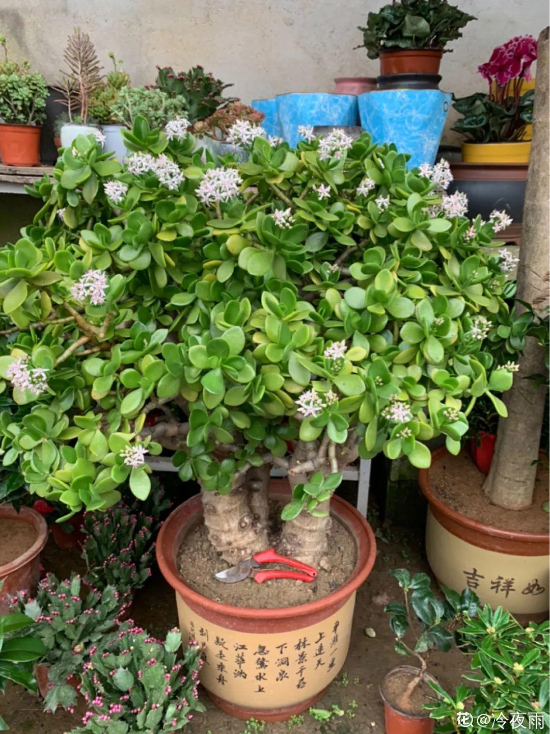 超级耐旱花，整个冬天不浇水，还能胖一圈