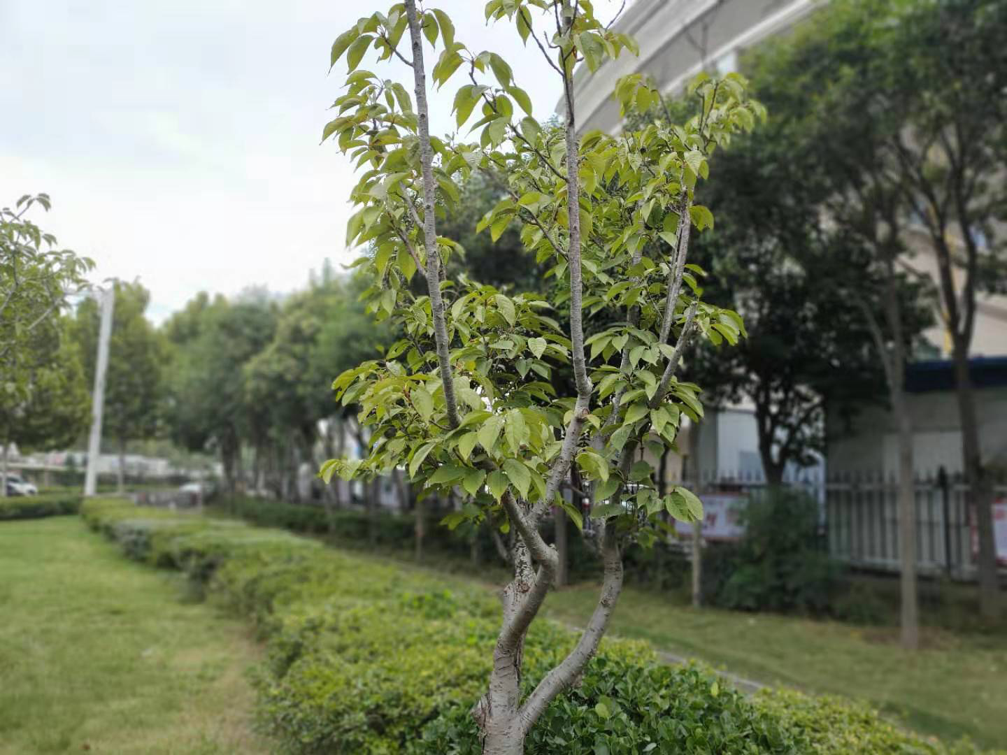 掌握好病害的越冬场所，来年病害防治事半功倍