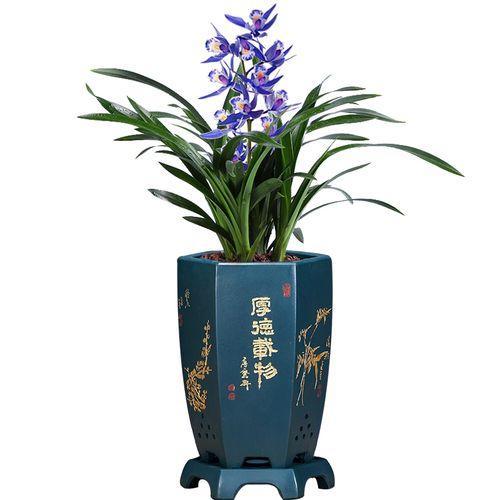 这种懒人花，花色宝蓝，养它几十年，就是“传家宝”