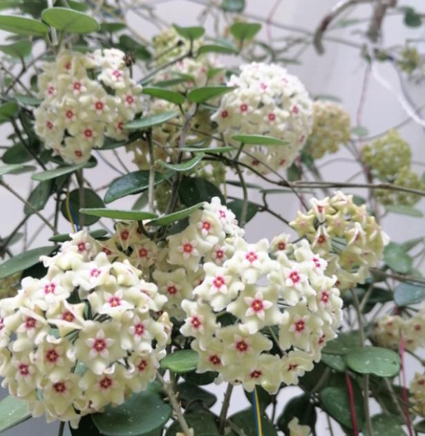 球兰不开花？教你“一招”，夏季也能长花苞，不信你试试
