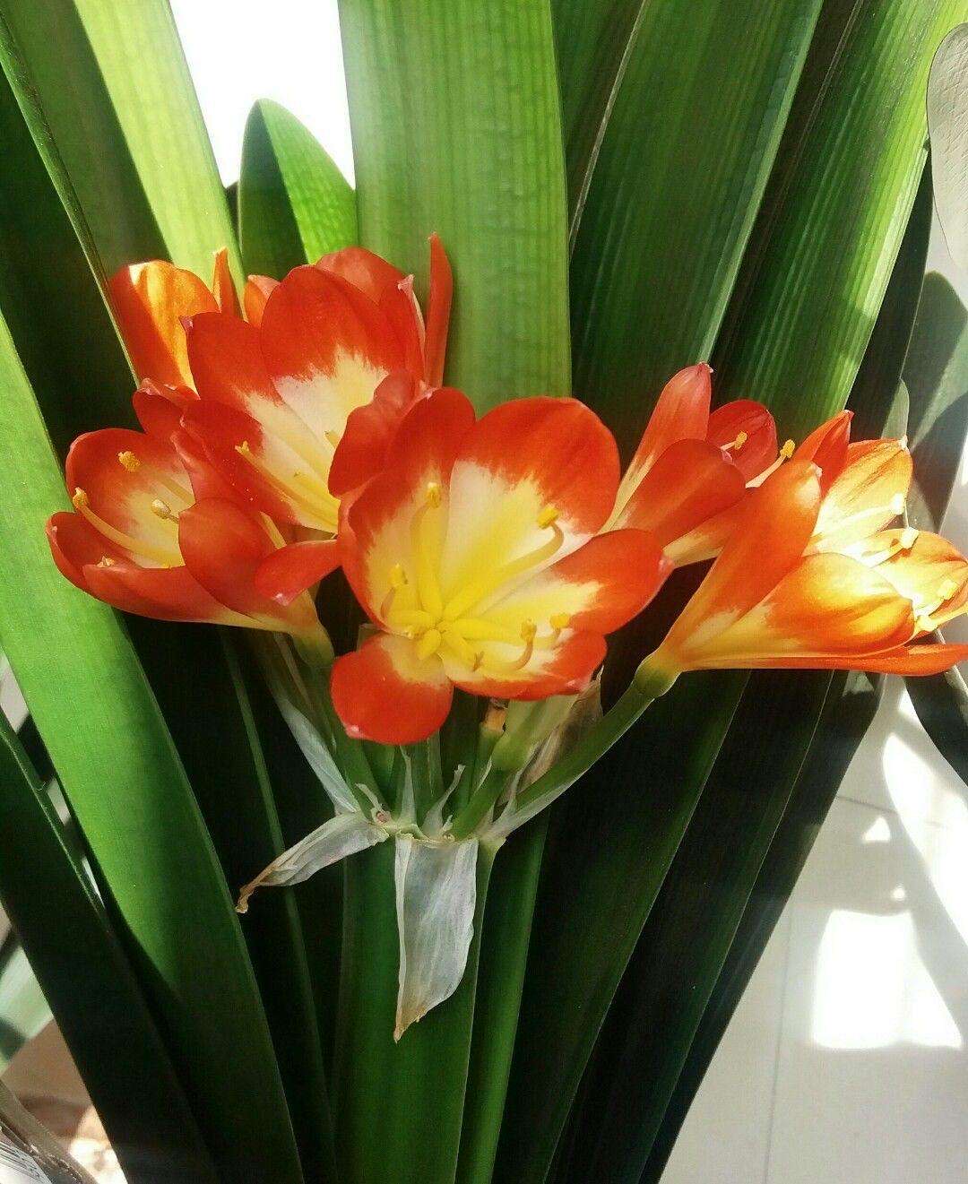 冬季养什么花好？3种常见又漂亮的“花卉”，能抵御寒冷顺利开花