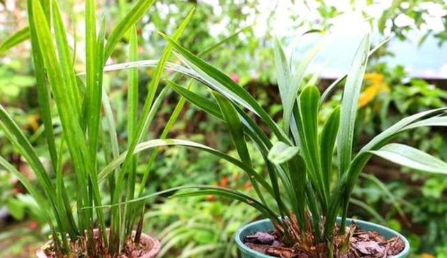 6种花“很怕晒”，光照太强容易黄叶枯萎，难怪养不好