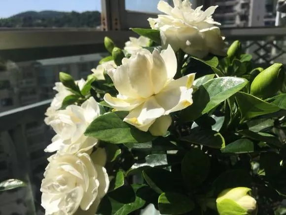 2斤西瓜皮丢桶里，加点水，不黄叶不烂根，花一开100朵