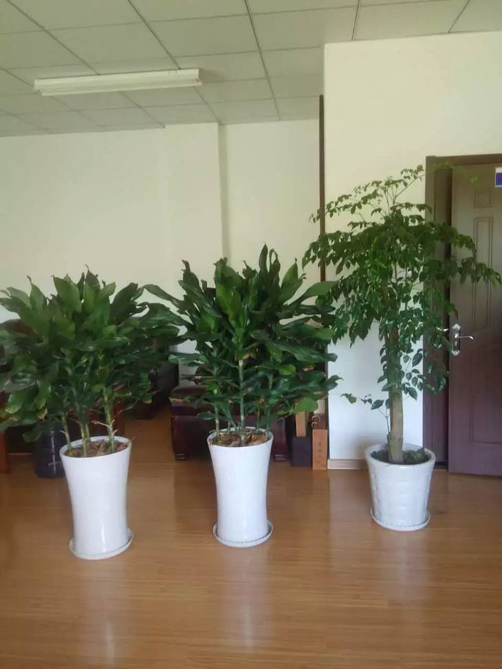 一种新流行的观叶绿植叫“螺纹铁”，造型高大有气质，养好很简单