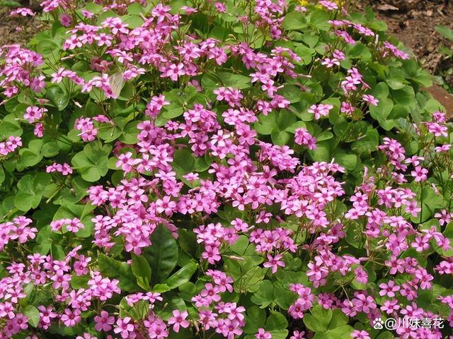 9月养盆红花酢浆草，做好“1换3多”，根系健壮花开满盆，美极了