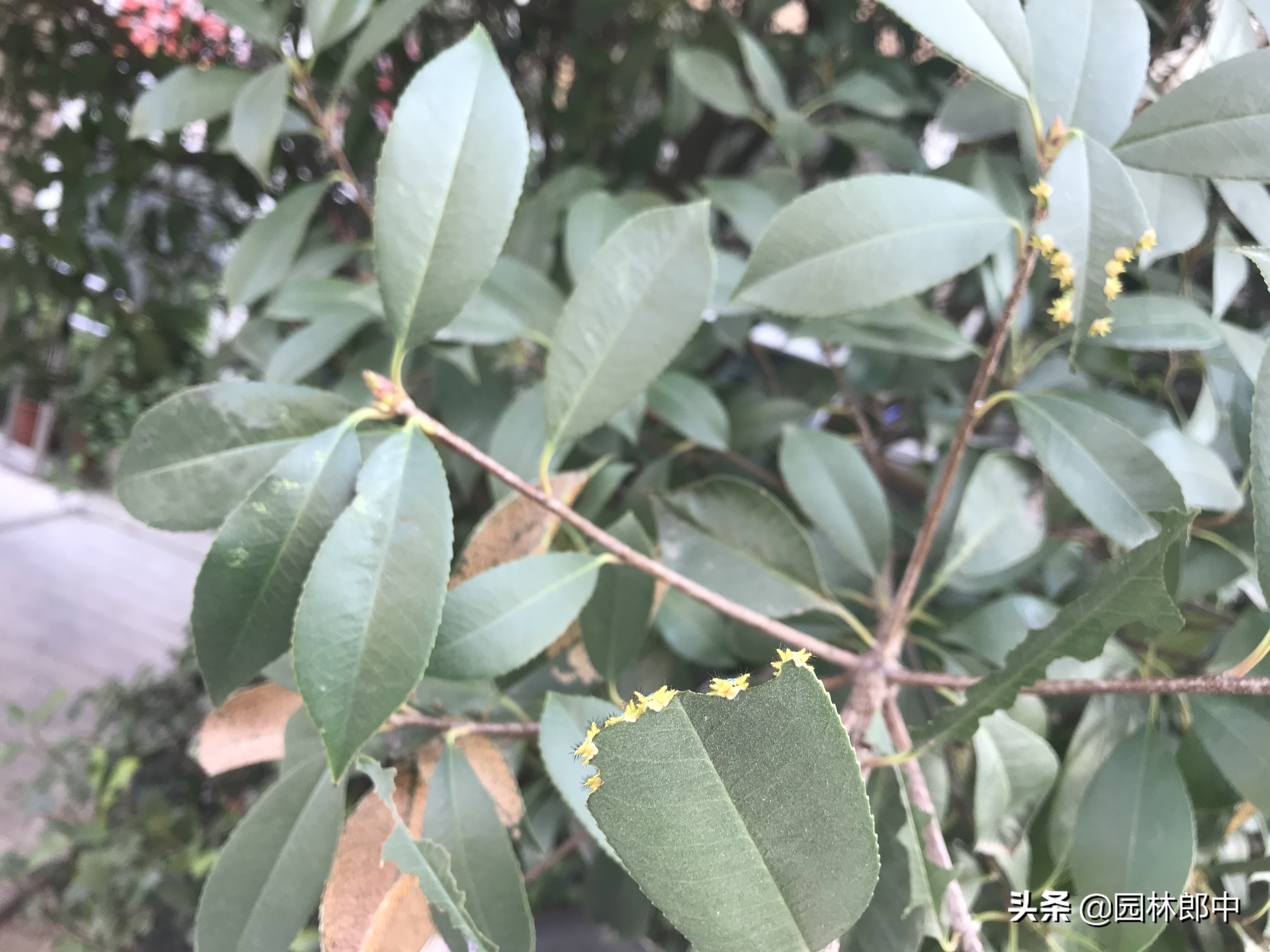 石楠叶片开天窗，原来是洋辣子在危害，及时防治，避免植物再受伤