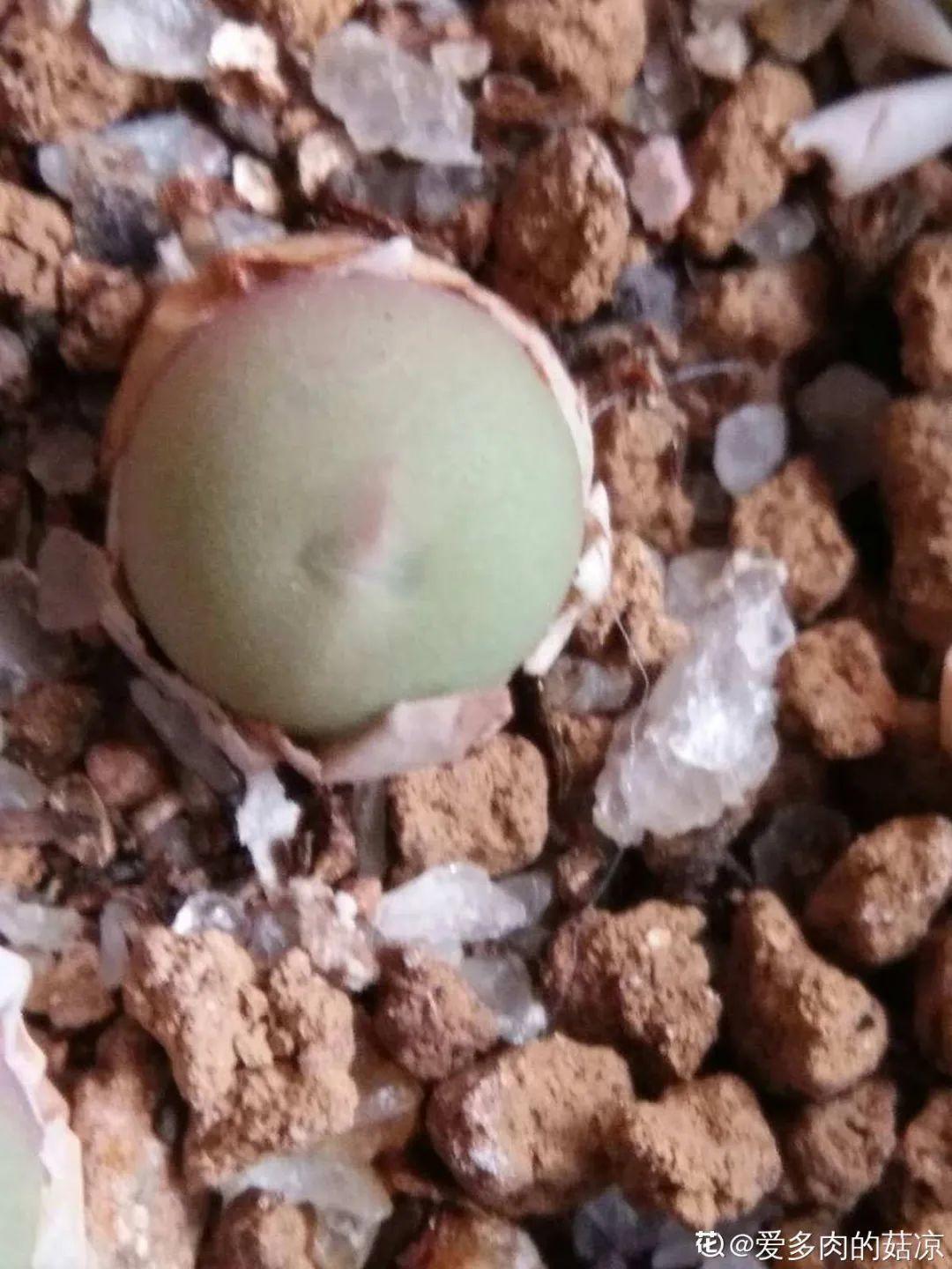 养多肉的人里，有一群“屁股花”爱好者，养的多肉超可爱