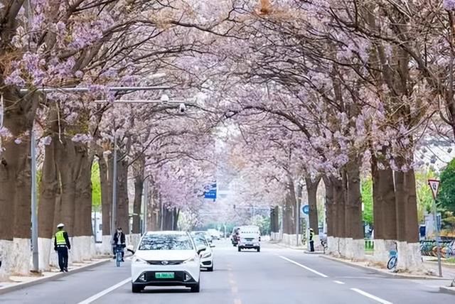 北京“繁花大道”火了，4月紫色花海正盛开，景色不输日本樱花