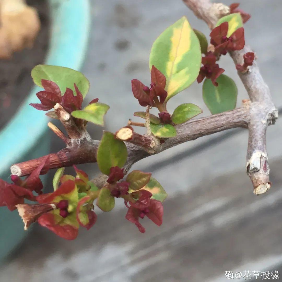 带花芽的枝条不能修剪，未来全是花苞，一剪就亏了