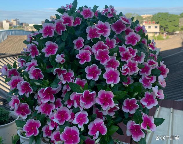长春花秋天还可以修剪吗？正确修剪，四季有花赏