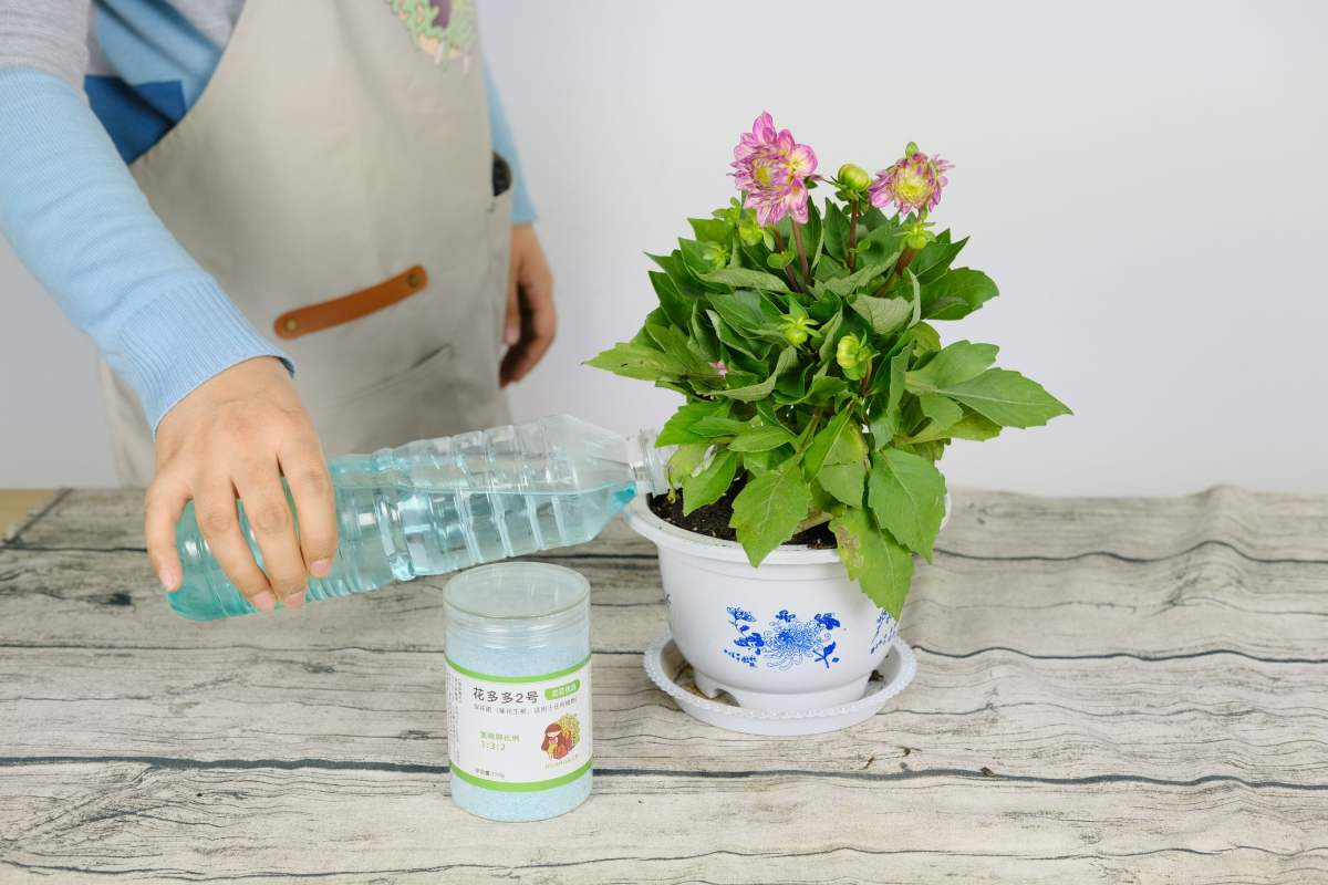 施肥要掌握好度，学会正确施肥，植物才能花开爆盆