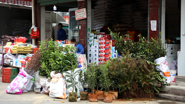 双牌：早春市场人气旺 花卉果木购销忙