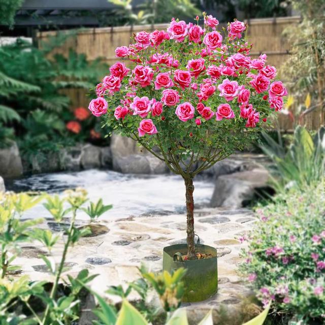 建议养花人：不论有没有院子，试试养这款花，真是养眼