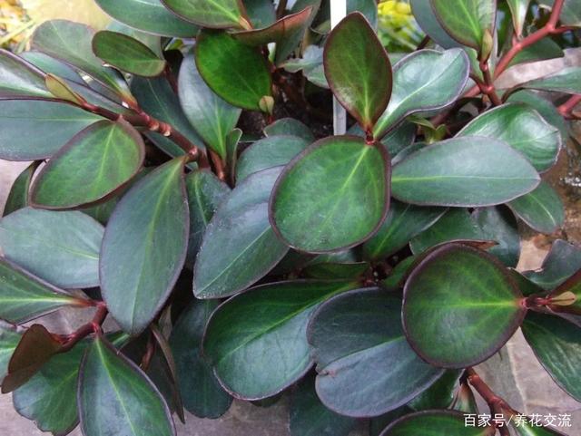 桌面上想养耐阴的盆栽植物，这12种椒草就很适合，看着就想入手