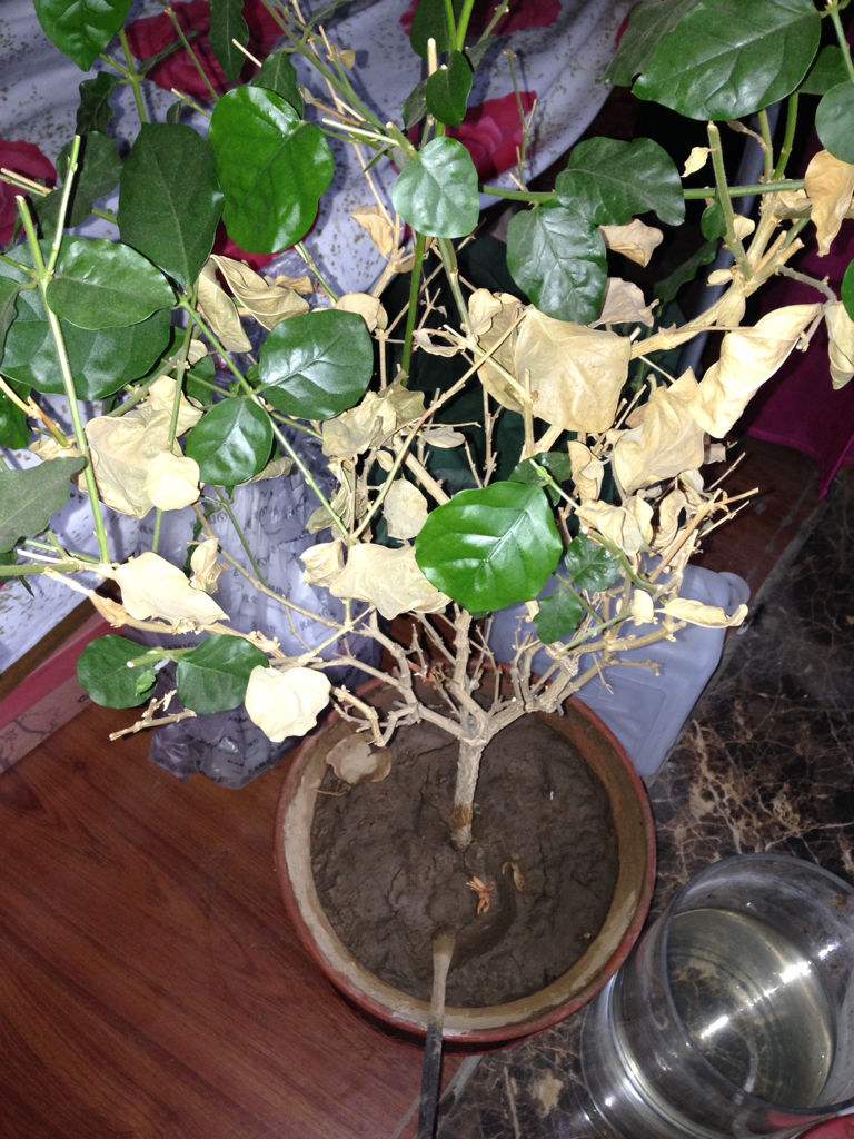 茉莉花不耐冻，避开这“三怕”，枝干翠绿，根系壮