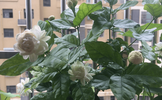 虎头茉莉，优秀的盆栽茉莉花，花大美丽，芬芳馥郁，多季节开花