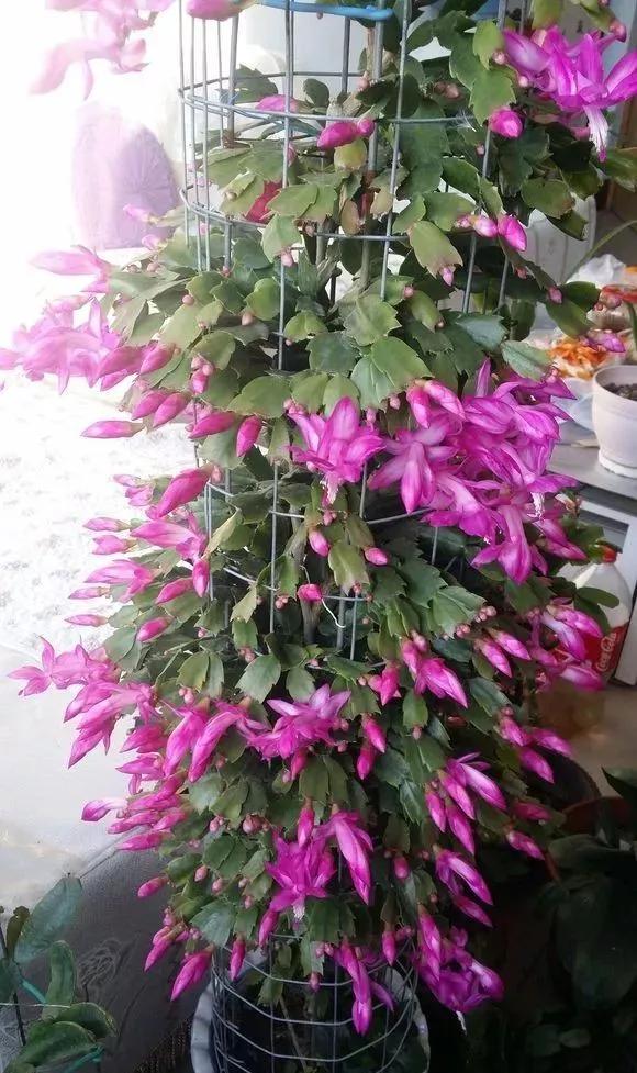 长寿花开完剪一剪，20天又冒花芽，一茬又一茬不停歇