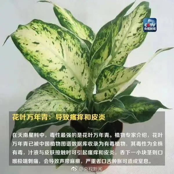 赏花不要贴贴！和这些植物过于“亲密”很危险