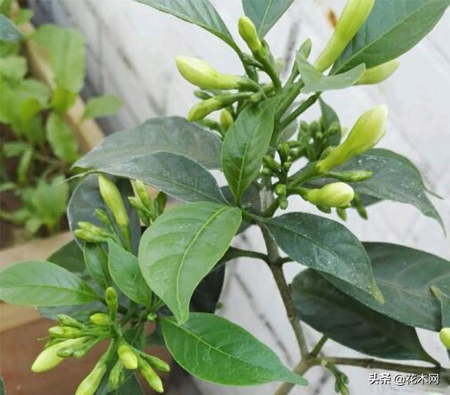 茉莉花越修剪芽越少，真是急坏人，教你一方法，不停冒新芽