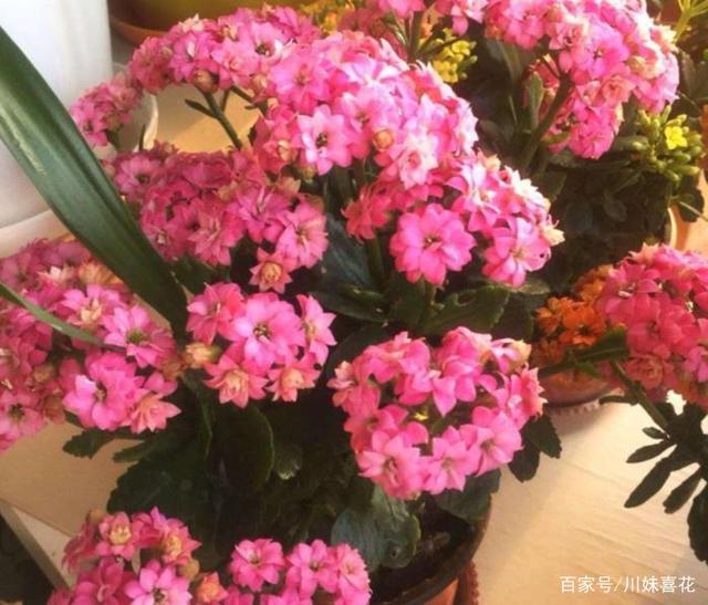 春天长寿花别“富养”，浇水懒一些，小盆挤一挤，还能开小半年