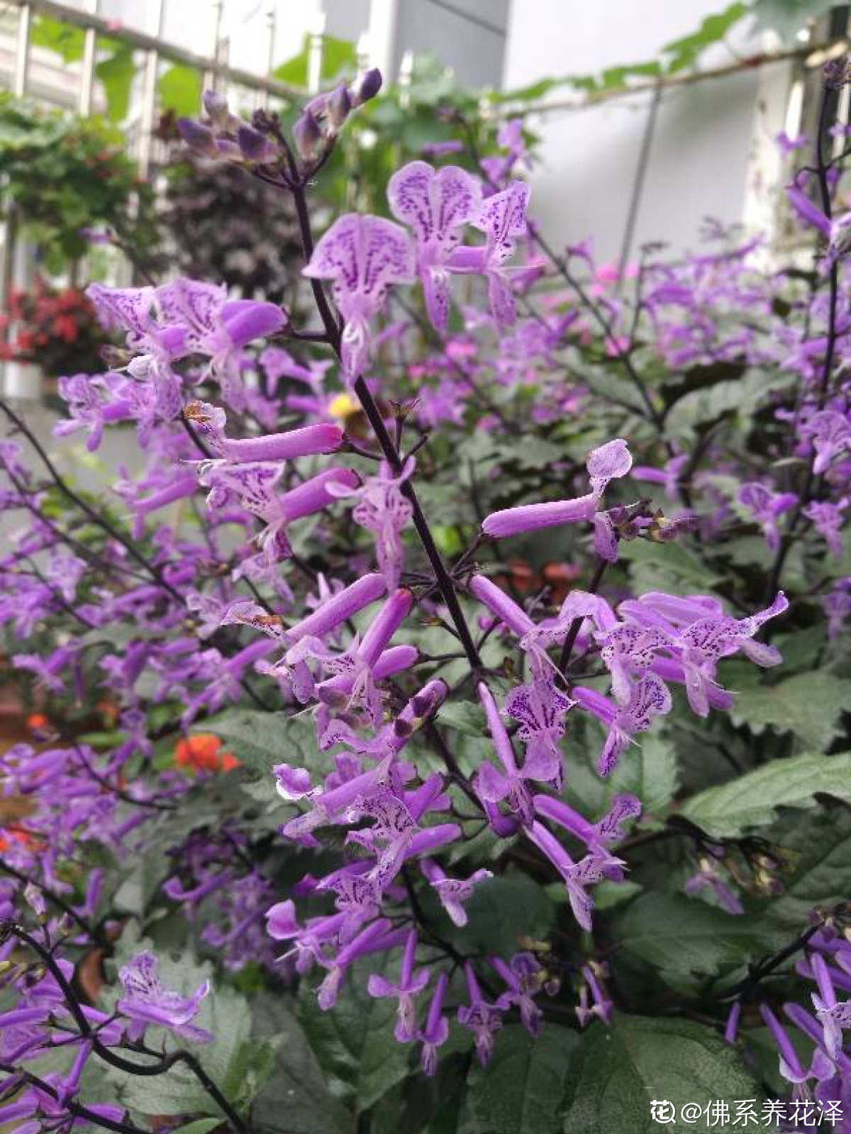 薰衣草中的“艺术品”，名叫莫奈薰衣草，皮实好养开花多