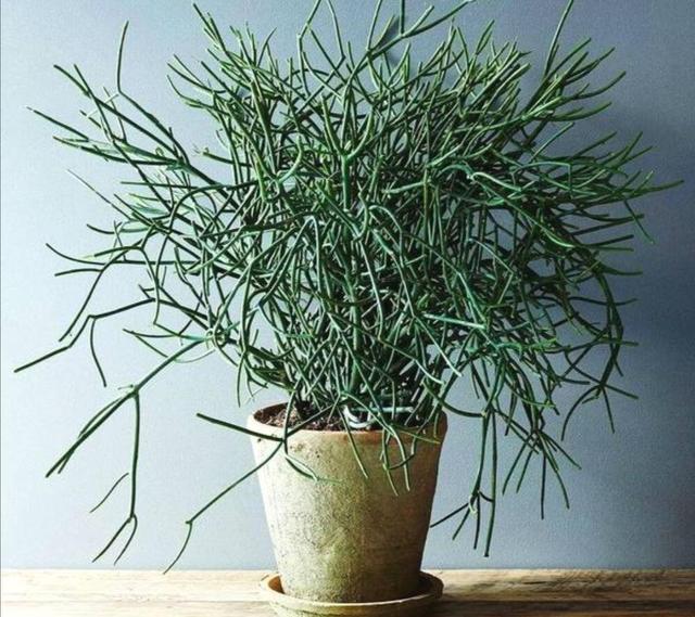 天冷了,8种有毒花别在屋里养,容易影响健康 天冷了,8种有毒花别在屋里养,容易影响健康