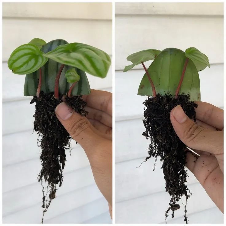 园艺新手在桌面养这几种盆栽绿植，掌握技巧，越长越茂盛